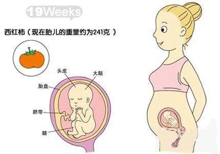 探索孕肚照，记录孕期的美好瞬间——以五个月的孕肚照为例