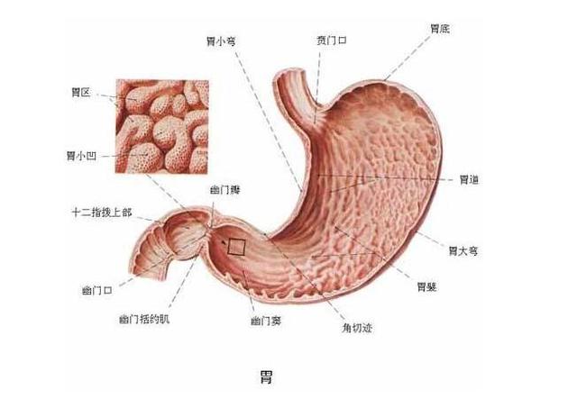 胃难受几个月，探索潜在原因与解决方案