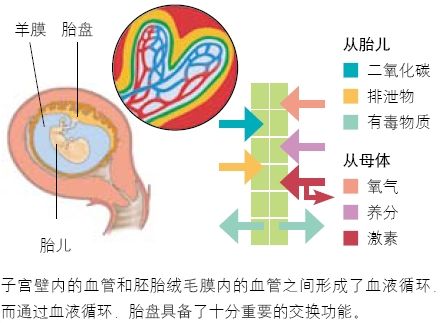 六个月胎盘一级是否正常，深度解读孕期胎盘发育